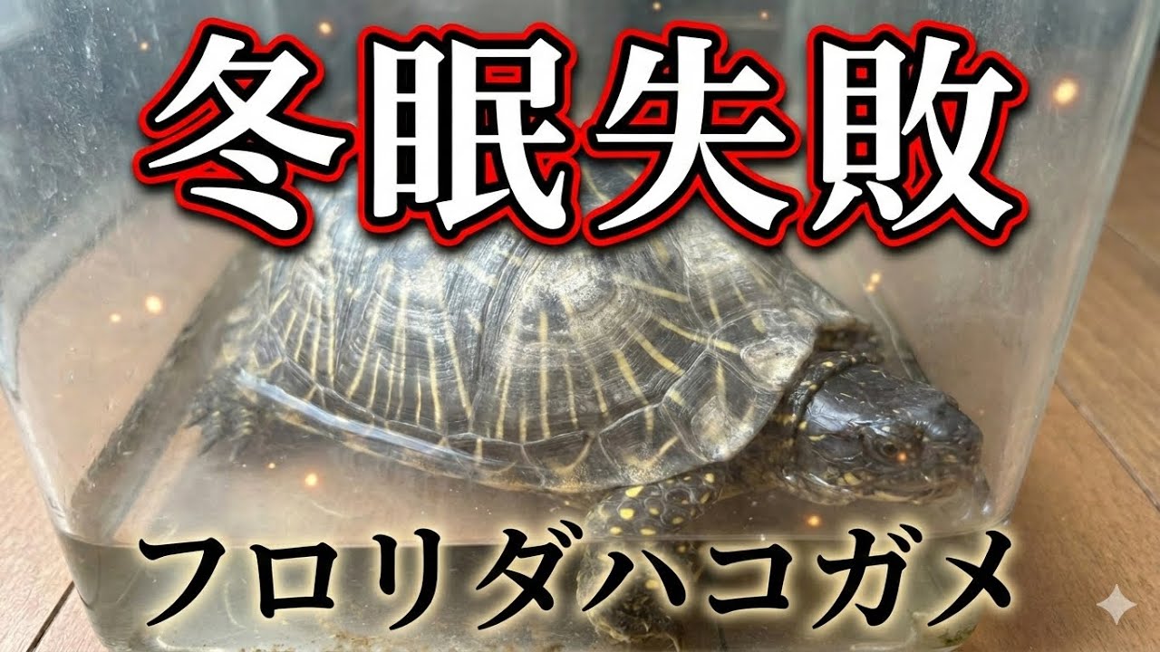 亀の冬眠に失敗しました、、、