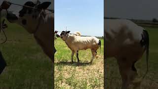 athra Fath Jang bulls 2026 Cow Mandi 2026 Qurbani 2026 Dangerous 2026 Baka Eid 2026 M t v