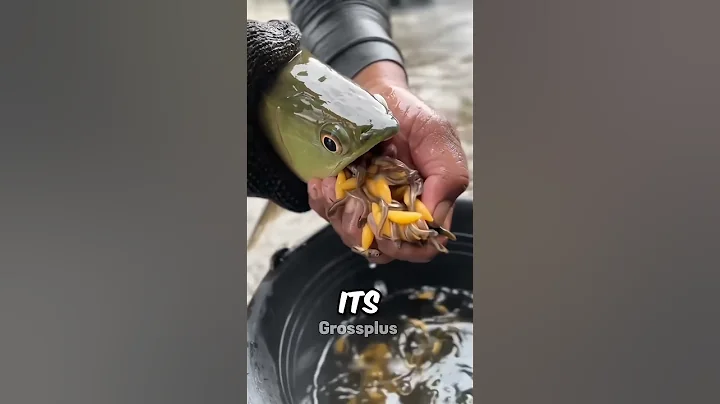 Arowana fish #shorts #science