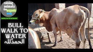 Desi Bulls Walk Power & Calm