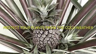 WINTER CARE, COVER YOUR OUTDOOR PINEAPPLE PLANTS