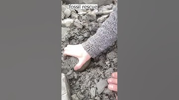 Fossils found in the mud #fossils  #rock  #hunting  #ammonites  #shorts