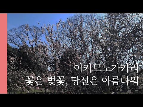 [가사,자막] '아름다워, 너는.' 꽃은 벚꽃, 당신은 아름다워 - 이키모노가카리