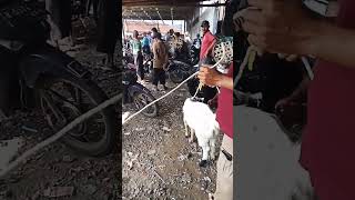 A Potential Dirty Old Man Offered For One Million Six Hundred Fifty Thousand Rupiah