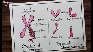 Chromosome Structure labeled diagram step by step / How to draw Types of Chromosome diagram easy Chromosome Structure labeled diagram step by step / How to draw Types of Chromosome diagram easy