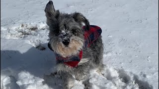 Did snow break my schnauzer?