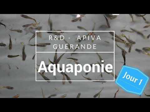 Video VLOG #14 - Jour 1 APIVA Aquaponie en France - Les... - youtube