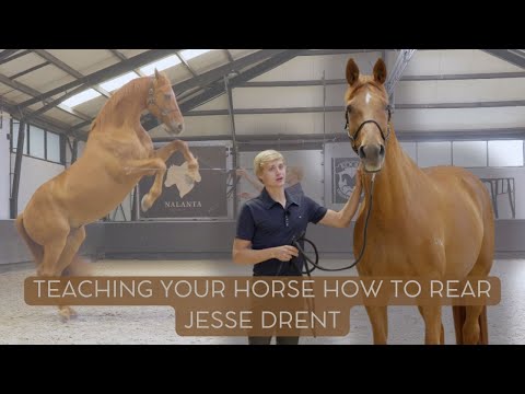 How To Teach Your Horse to Rear