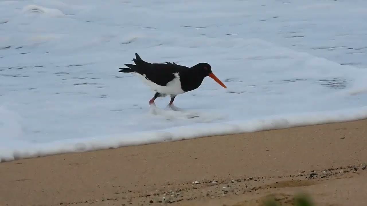 Pied Oystercatcher | Haematopus longirostris