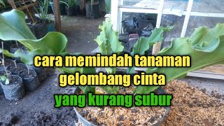 memindah tanaman gelombang cinta dari metan lama ke metan baru