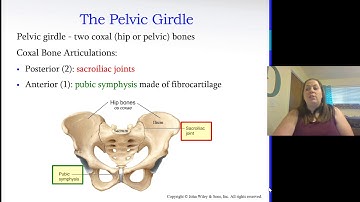 Appendicular Skeleton