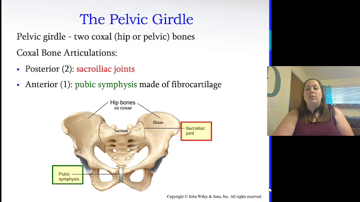 Appendicular Skeleton