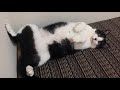 覗いたら『うわあ〜ん』とか『うにゃ〜ん』って言う可愛いの落ちてた