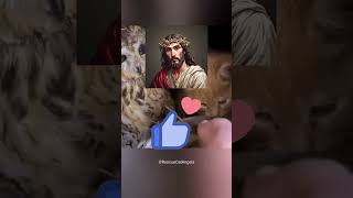 Un Búho Estaba Protegiendo A Este Gatito Y Ocurrió Esto... 🦉🐱 #gatos  #cat  #jesus
