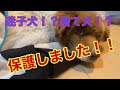 【保護しました】迷子犬/捨て犬/老犬