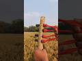 Construct a bamboo slingshot #BambooAirGun #HowToMake #DIY #BambooToy #Viral