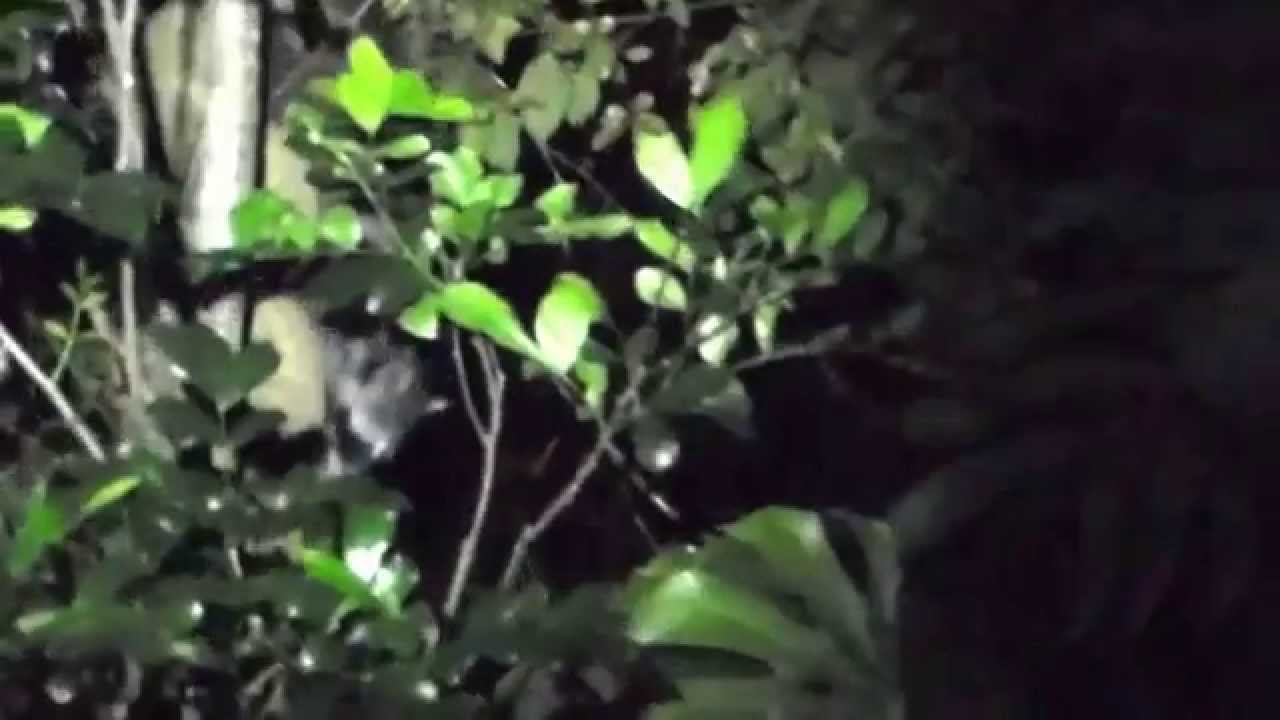 Procyon lotor (Northern Raccoon)