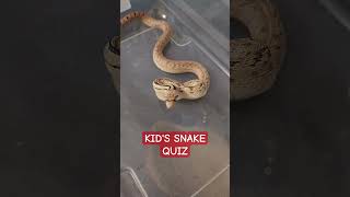 Sound up! What about a gopher snakes anatomy helps them hiss so loudly?    #snake #reptiles