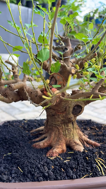 Bahan bonsai murbei seharga 8 juta