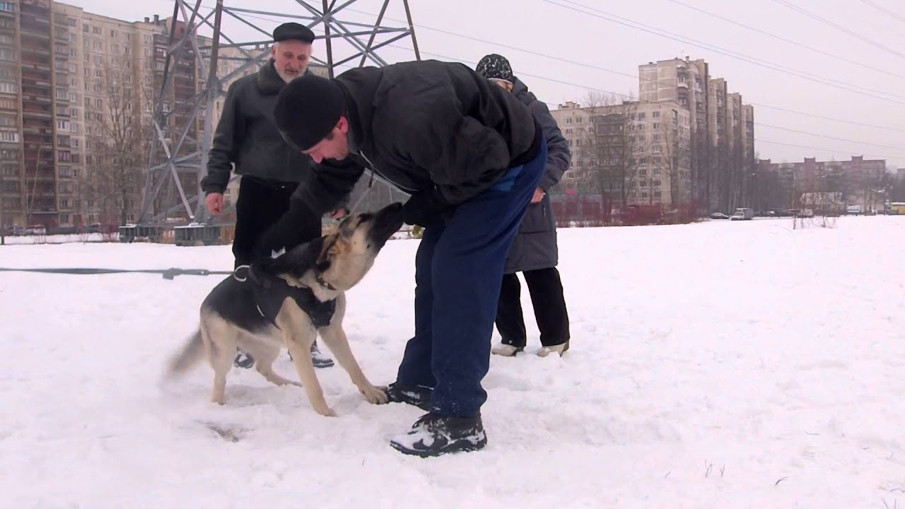 Аманда 2 года, первое знакомство со злобным дядей)))