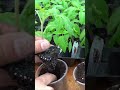 Коли саджати томати на розсаду