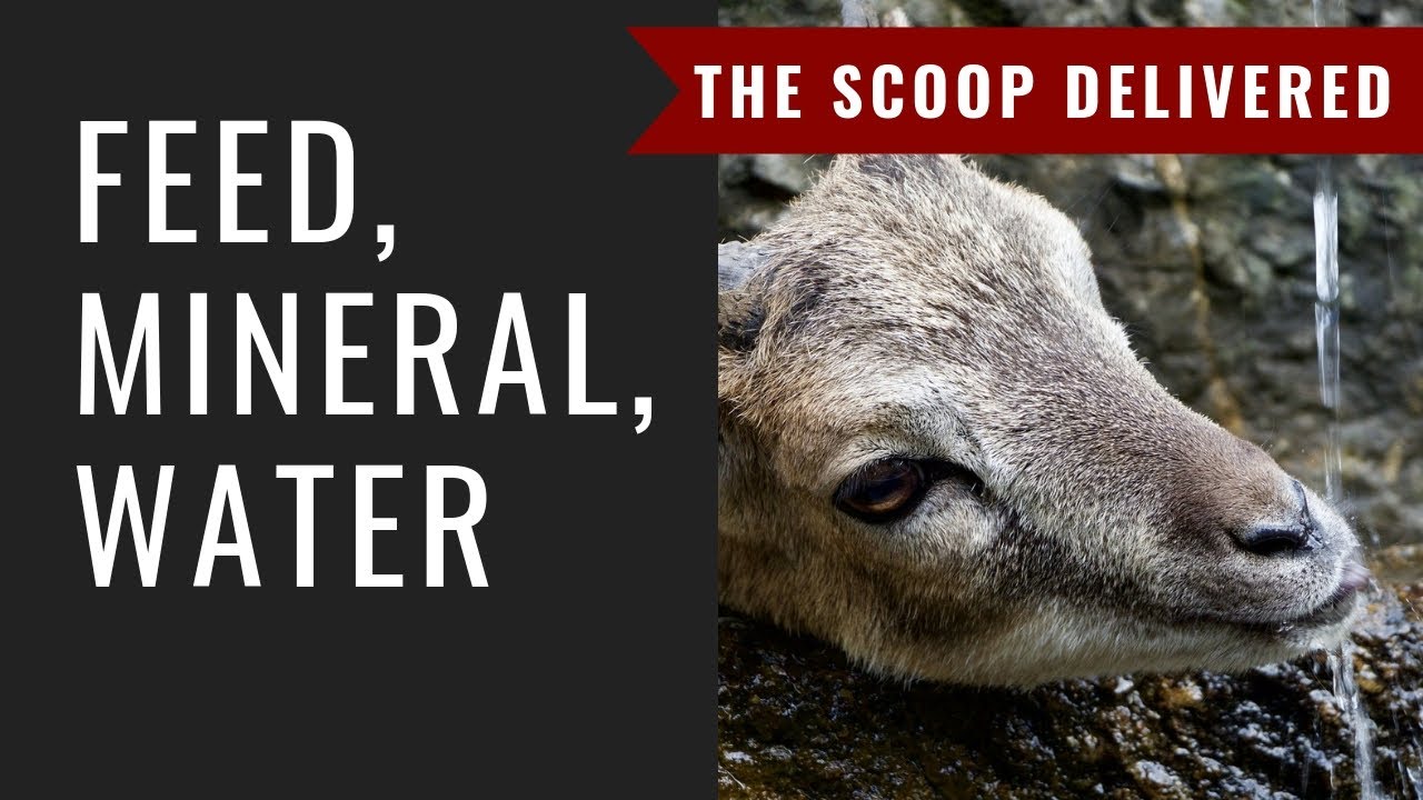 Goat Feed, Mineral, and Water--The Scoop Delivered Day 2: Prepare for