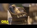 Woman wakes up to a new dog sitting on patio furniture | GMA