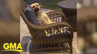 Woman wakes up to a new dog sitting on patio furniture | GMA