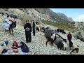 Nomadic Life in Iran | Local Bread, Traditional Cooking &amp; Goat Grazing in the Zagros Mountains 🐐🍞🔥