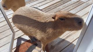 Capybaras at My Door... Should I Let Them In?