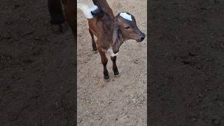 cow and calf 😘 #cow #gircow #calves