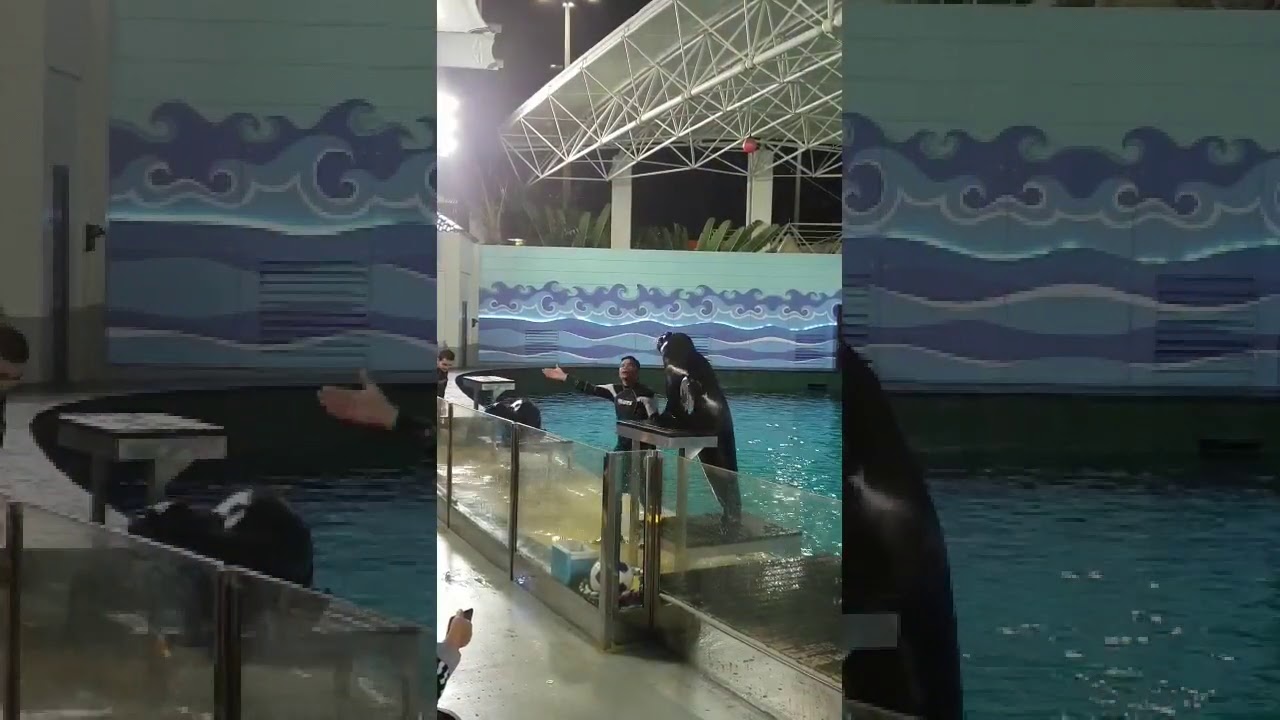 Jeddah Fakieh Aquarium YouTube