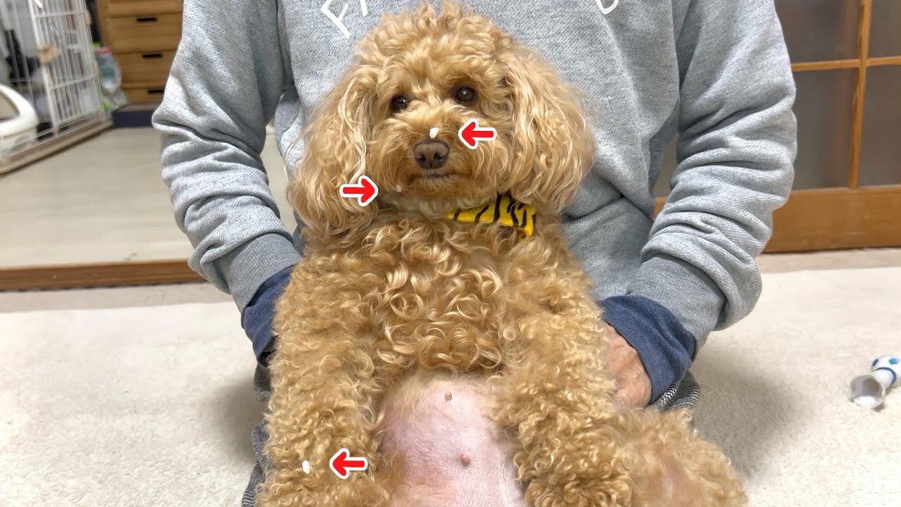 久しぶりにご飯を食べたくなったトイプードル！