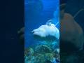 🐋 Deep Ocean White Whale Adventure #whitewhale #whale #ocean #viral #shortvideo #underwater #marin