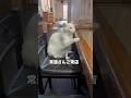 指定席にて #白猫 #シロちゃん #猫動画 #猫店長 #猫のいる暮らし