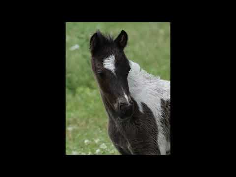 Vidéo: American Shetland Horse Race Hypoallergénique, Santé Et Durée De Vie