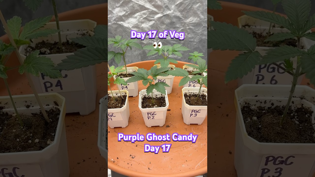 Purple Ghost Candy Indoor 4x4 Update Day 17! | 05.25.2025