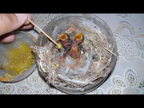 Tutorial Memberi Makan Bayi Burung Kolibri Kelapa Manggara Wiceh