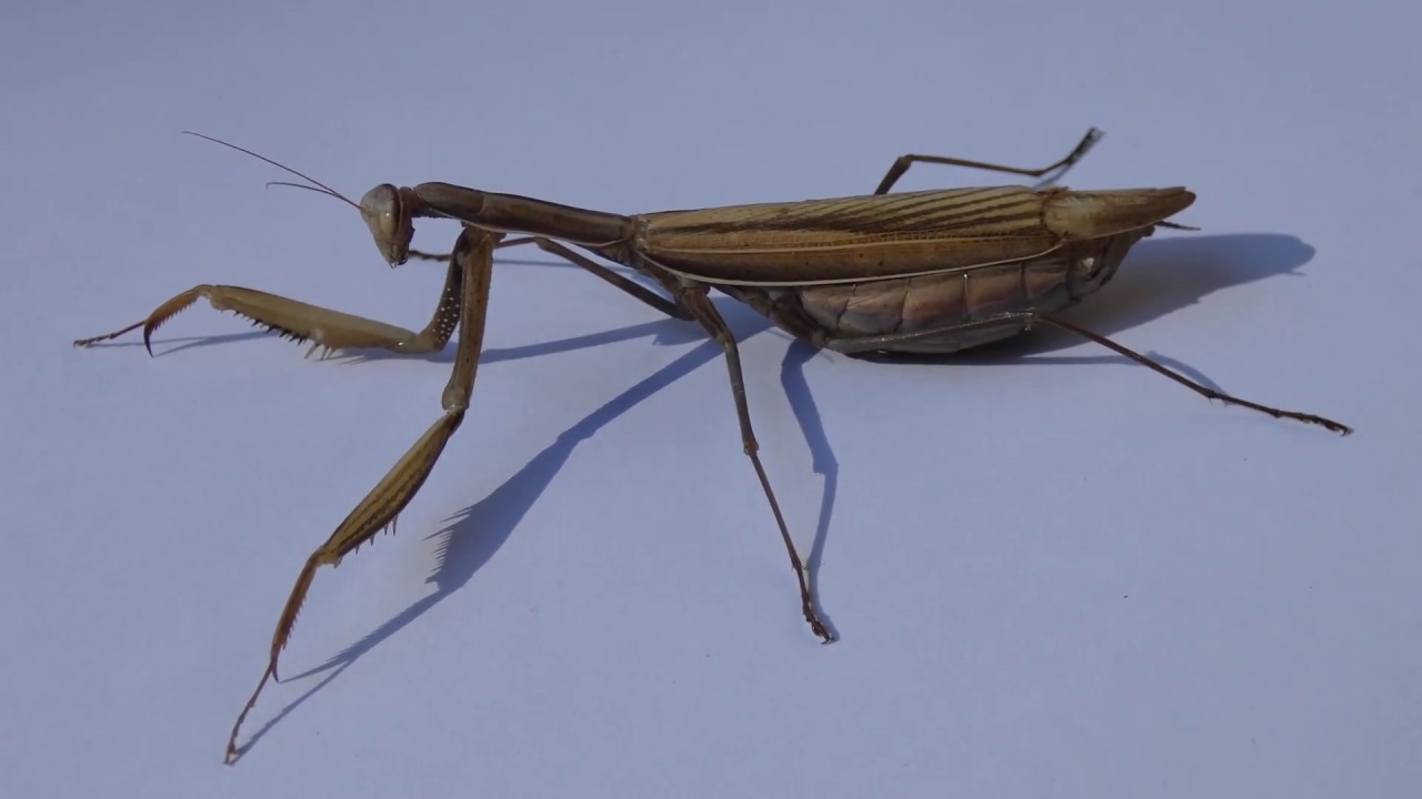 Mantis Gemeine Gottesanbeterin Leshahnl Maringgele Praying (Mantis religiosa) Богомол звичайний