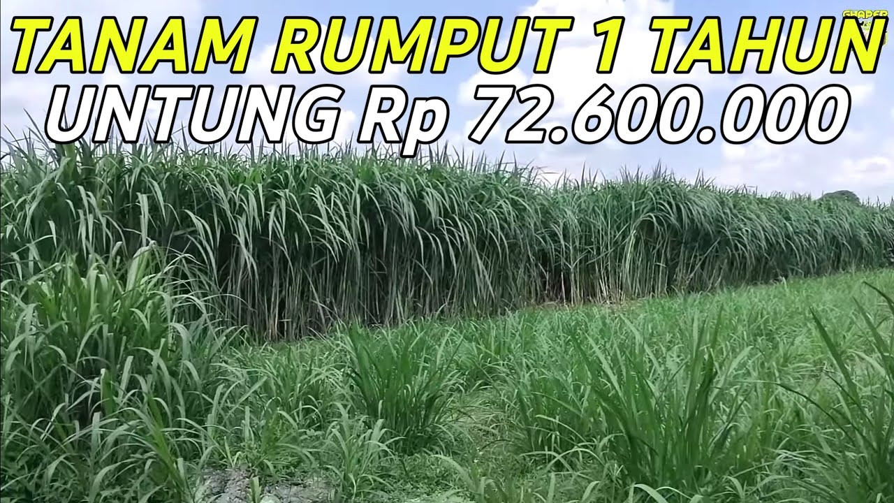 UNTUNG 72.600.000 SATU TAHUN DARI BUDIDAYA RUMPUT PAKCHONG PAKAN DOMBA
