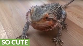 Bearded dragon goes absolutely crazy for blueberries