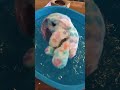 Unboxing Scruff A Luvs Mom Baby 