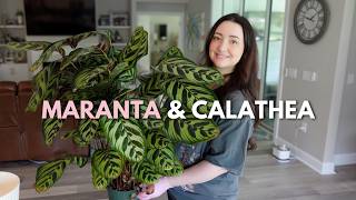 I haven't repotted this plant in 3 YEARS 😅 | Maranta & Calathea repot day 🌿
