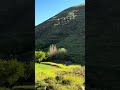كورمانجي هارا كوله  اكسبلور   لايك  تصويري فولو ترند