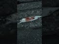富山県魚津海岸からサバが釣れました【2024年9月】
