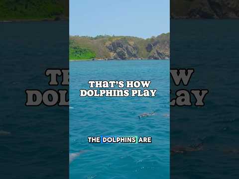 How Dolphins Train Through Play 🐬