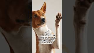 7 MIND-BLOWING SECRETS About DOGS You Never Knew