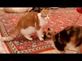 怪現象!2匹の猫しかいなかったのに3匹いる!コードは勝手に動いているし・・・猫の座敷わらしだ!