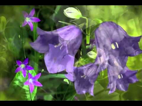 Arshak Ikilikian Bell Flower Arshak Ikilikian Bell Flower