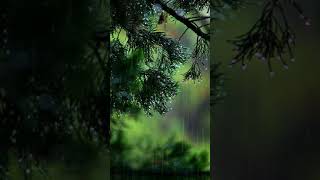 916 Rain Free To Use No Copyright Video Copyright Free Videos Free Stock Videos Free Footage